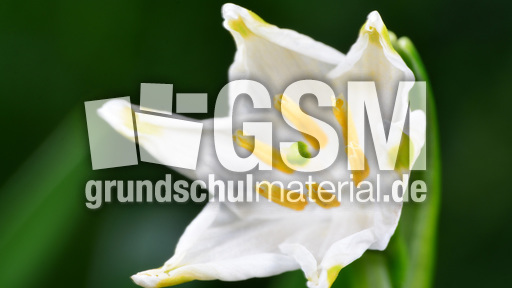 Märzenbecher (5).jpg